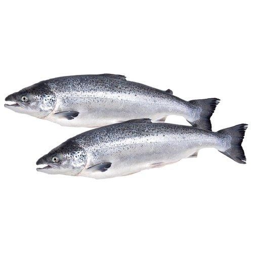 Zalm vers (Salmo salar)