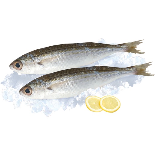 Geelstreep (Sarpa salpa) vers