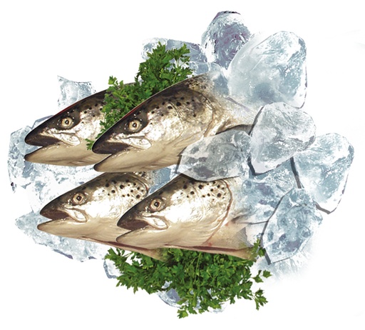Diepgevroren zalmkoppen (Salmo salar)