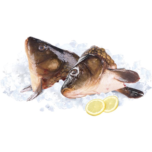 Zalmkoppen (Salmo salar), vers
