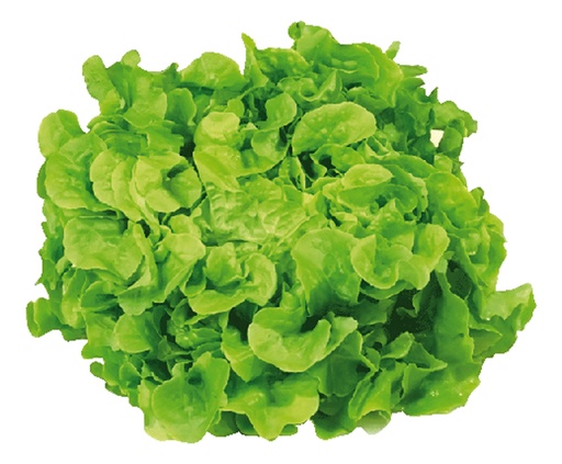 Endiviensalade