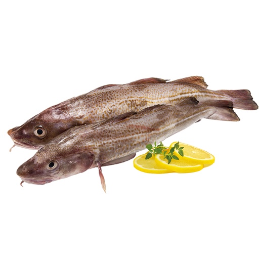 Kabeljauw "Treska" vers (Gadus morhua morhua).