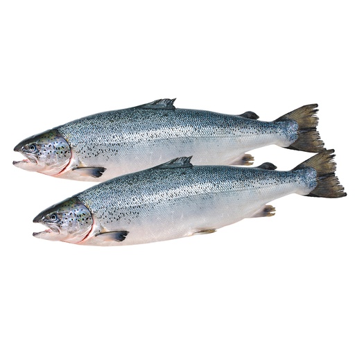 Zeeforel (Salmo trutta)