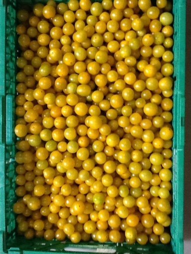 Gele Cherry Strauchtomaten
