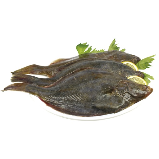 Schol "Kambala" vers (Pleuronectes platessa)