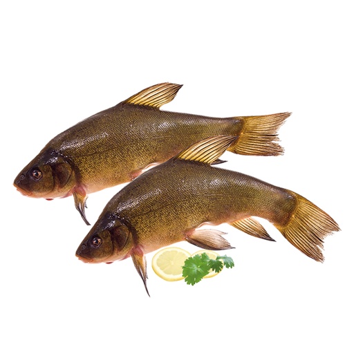 Slibber "Linj" vers (Tinca tinca)