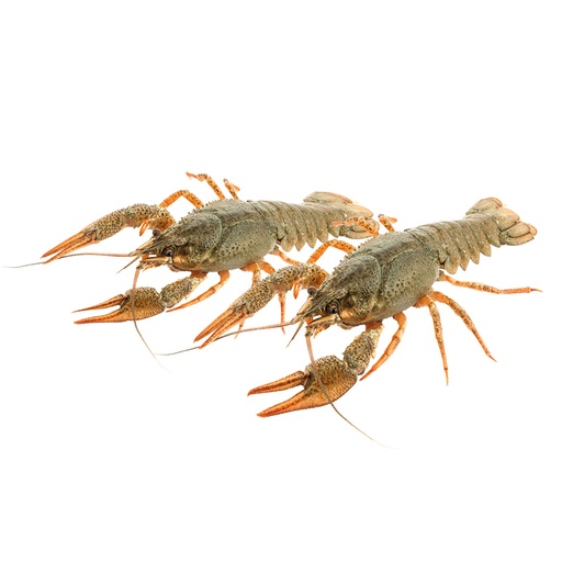 Rivierkreeften