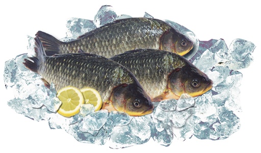 Diepgevroren karauschen (Carassius)