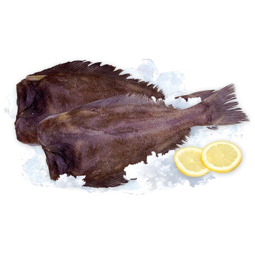 Heilbot (Hippoglossus hippoglossus) zonder hoofd